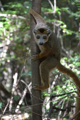 Madagaskar, Parc National Ankarana, Lemur