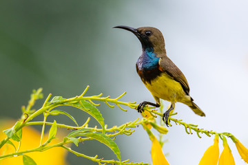 Male Olive-backed sunbird perching on Yellow Trumpet flower perch