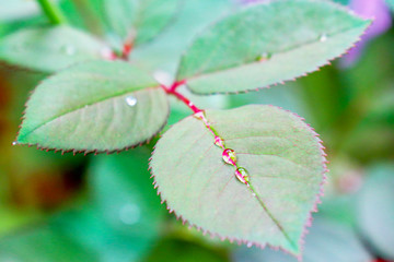 rose leaves after rain as background
