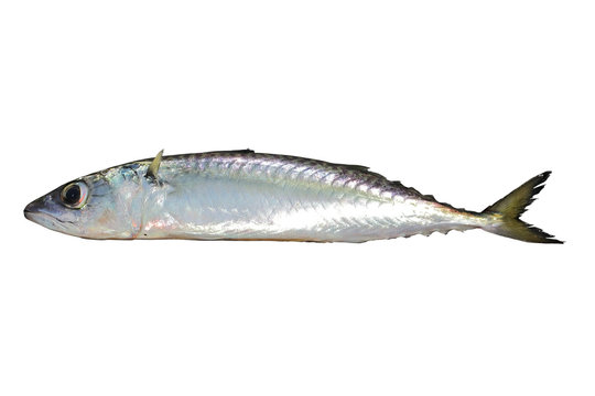 Chub mackerel, Pacific mackerel, or Pacific chub mackerel (Scomber japonicus) fish alive isolated on white background.