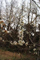 白い梅の花