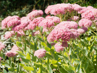 Hylotelephium spectabile - Sédum remarquable ou orpin d'automne nectarifère au petites fleurs...