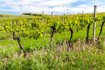 floral spacing in organic vineyard, Moravia, Czech Republic