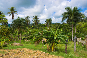 Fototapeta na wymiar Exotic cultivation on tropical plantation, Dominican Republic