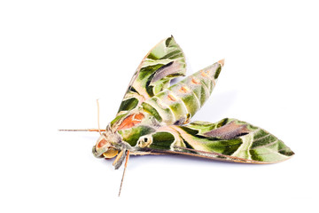 Oleander Hawk-moth or Daphnis nerii, beautiful colored moth from rain forest .