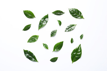 Fresh green coffee leaves on white background, top view