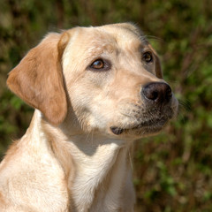 Portret blonde labrador pup