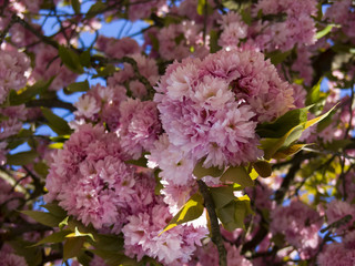 Japanese sakura blossoms in mid-May in the Ukrainian city of Uzhgorod against a blue sky