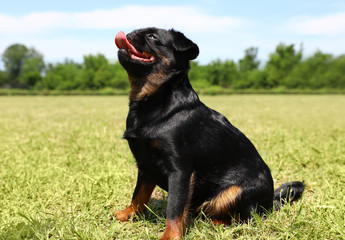 Cute funny black Petit Brabancon on green grass at dog show