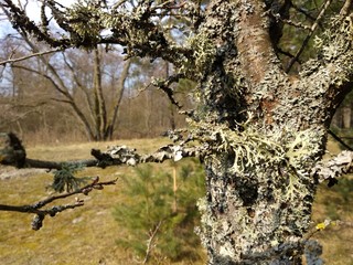 tree in the park