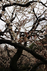 白い梅の花