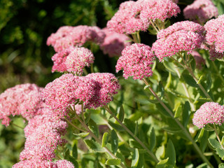 Hylotelephium spectabile - Sédum remarquable ou orpin d'automne nectarifère au petites fleurs rose carmin de fin d'été, au feuillage vert jade