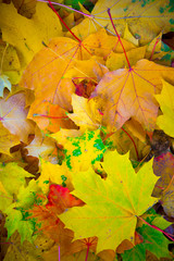 Red and orange autumn leaves background. Outdoor. Colorful backround image of fallen autumn leaves