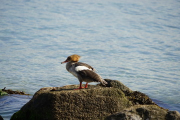 Säger an der Ostsee