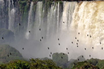 Aves volando sobre las Cataratas del Iguazú, Misiones, Argentina