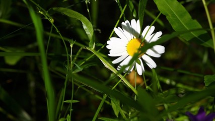 daisy in the grass