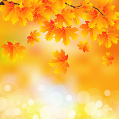 Naklejka na ściany i meble Branch with autumn leaves on bokeh background, vector art illustration.