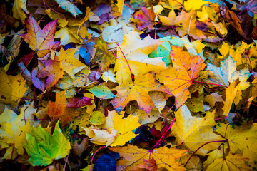 Red and orange autumn leaves background. Outdoor. Colorful backround image of fallen autumn leaves