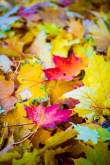 Red and orange autumn leaves background. Outdoor. Colorful backround image of fallen autumn leaves