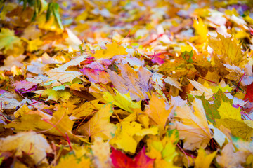 Red and orange autumn leaves background. Outdoor. Colorful backround image of fallen autumn leaves