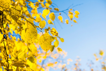 Yellow autumn leaves background. Outdoor.