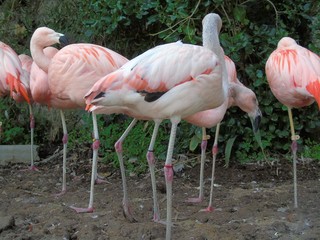 beautiful pink Chilean flamingo