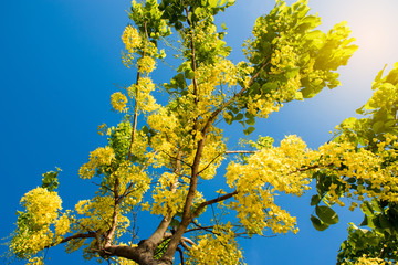 Cassia fistula Linn or Ratchaphruek in Thailand,Asia.