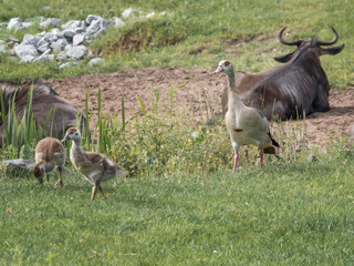 African goose, a breed of domestic goose with goslings are on the meadow. Animals in wildlife