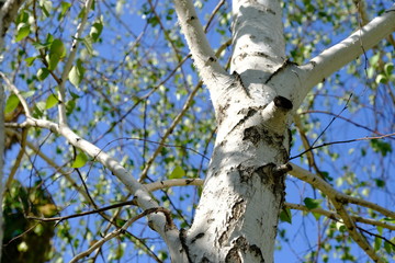 Fototapeta premium Birch in a city park. Wood texture