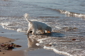 Cavachon retrieving her dog toy from the edge of the water on the Irish Atlantic coast