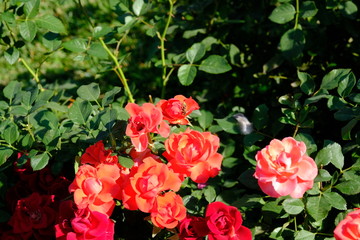  Roses in a city park