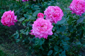  Roses in a city park