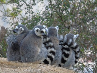 Lemurs in the jungle of Madagascar