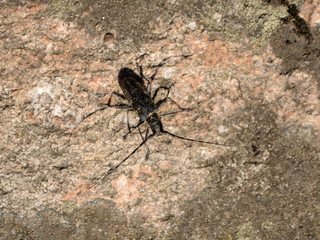 black beetle sits on a stone