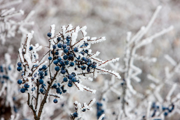 winter landscape, Moravia region, Czech Republic