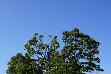 tree and blue sky