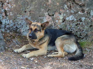 portrait of a shepherd dog
