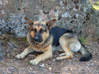 shepherd dog lying near a rock