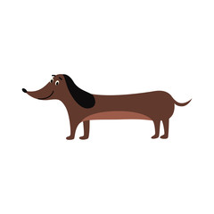 Funny dachshund or teckel puppy dog flat cartoon vector illustration isolated.