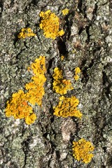 orange lichen on black bark