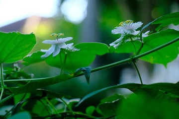 White flowers with yellow and pink pollen, bokeh background