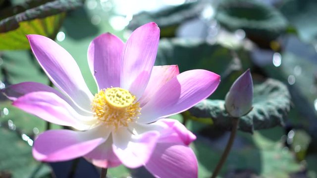 lotus flower