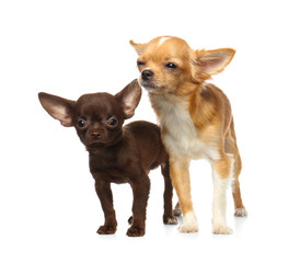 Cute small Chihuahua dogs on white background