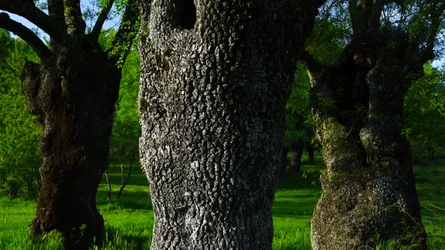 ASH  or EUROPEAN ASH - FRESNO COMUN (Fraxinus excelsior), La Herrer&iacute;a Forest, San Lorenzo de El Escorial, Madrid, Spain, Europe