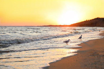 Fototapeta na wymiar Beautiful view of sea coast at sunset