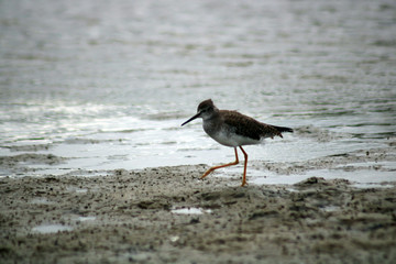 Walking carefully in the pond