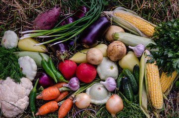 A bunch of ripe natural vegetables. Raw ripe vegetables in a wooden box. The concept of healthy and vegetarian food.