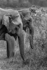 Fototapeta na wymiar Big Asian Elephant Family at Jim Corbett National Park