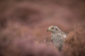  Northern goshawk, Accipiter gentilis