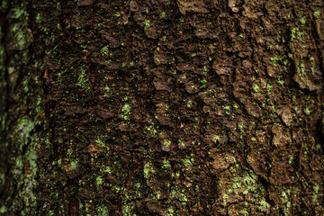 Trunk of a spruce tree covered with green lichen. Wood texture. Tree bark closeup. Wild northern forest. Nordic woodland. Natural background.